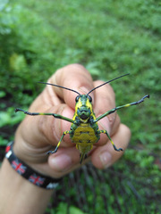 Chromacris psittacus