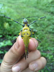 Chromacris psittacus