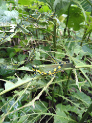 Chromacris psittacus