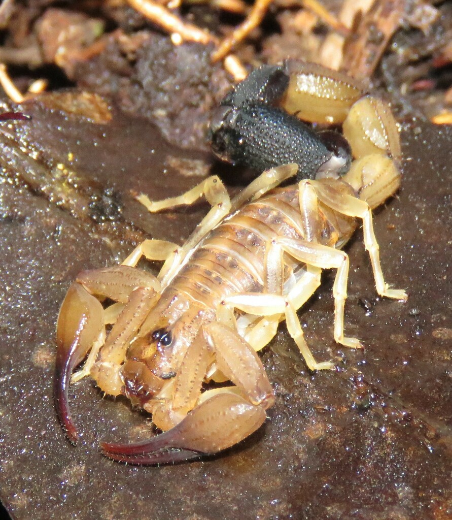 Tityus riverai