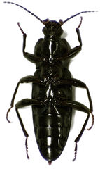 Zolodinus zelandicus