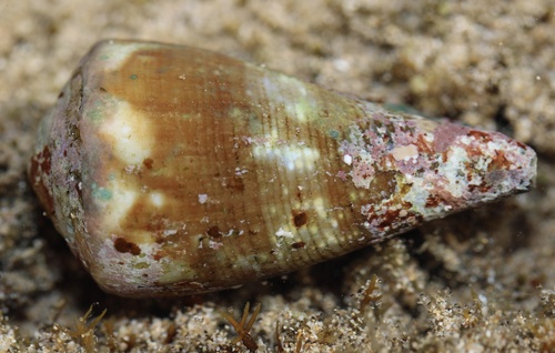 Conus rattus observed 2023-06-16