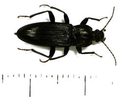Zolodinus zelandicus