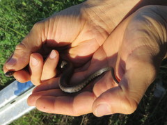 Helicops leopardinus