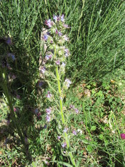 Echium lusitanicum