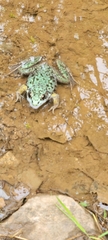Lithobates clamitans image