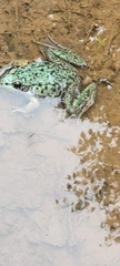 Lithobates clamitans image