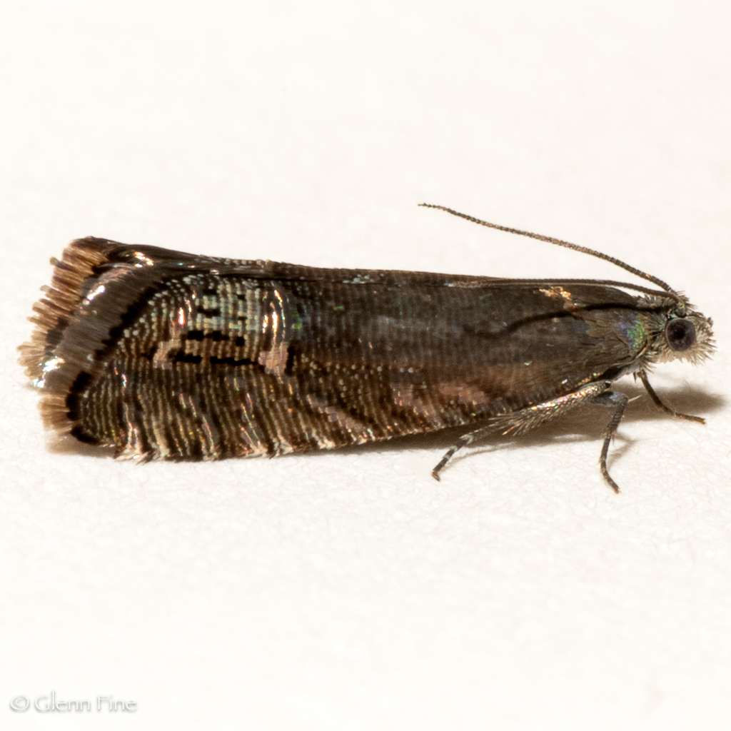 Ephippiphora vitrana