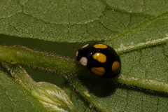 Oenopia formosana