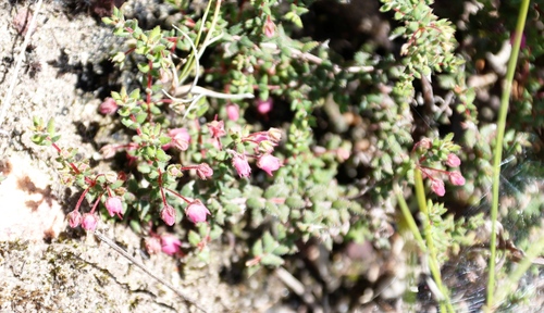Image of Erica planifolia by (c) Tony Rebelo, some rights reserved (CC BY-SA)