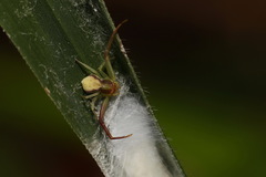 Ebrechtella pseudovatia