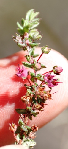 Image of Erica planifolia by (c) Tony Rebelo, some rights reserved (CC BY-SA)