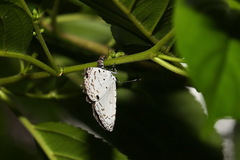 Megisba malaya sikkima