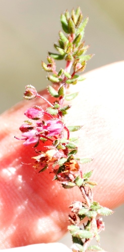 Image of Erica planifolia by (c) Tony Rebelo, some rights reserved (CC BY-SA)
