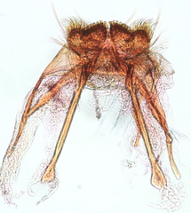 Tischeriidae