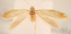 Tischeriidae