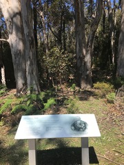 Eucalyptus diversicolor