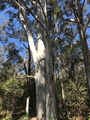 Eucalyptus diversicolor