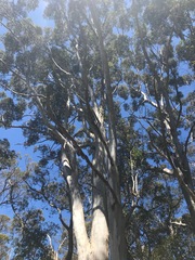 Eucalyptus diversicolor