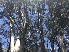 Eucalyptus diversicolor