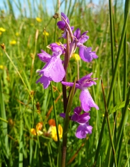 Anacamptis palustris