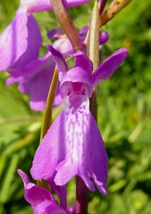 Anacamptis palustris