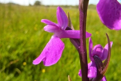 Anacamptis palustris