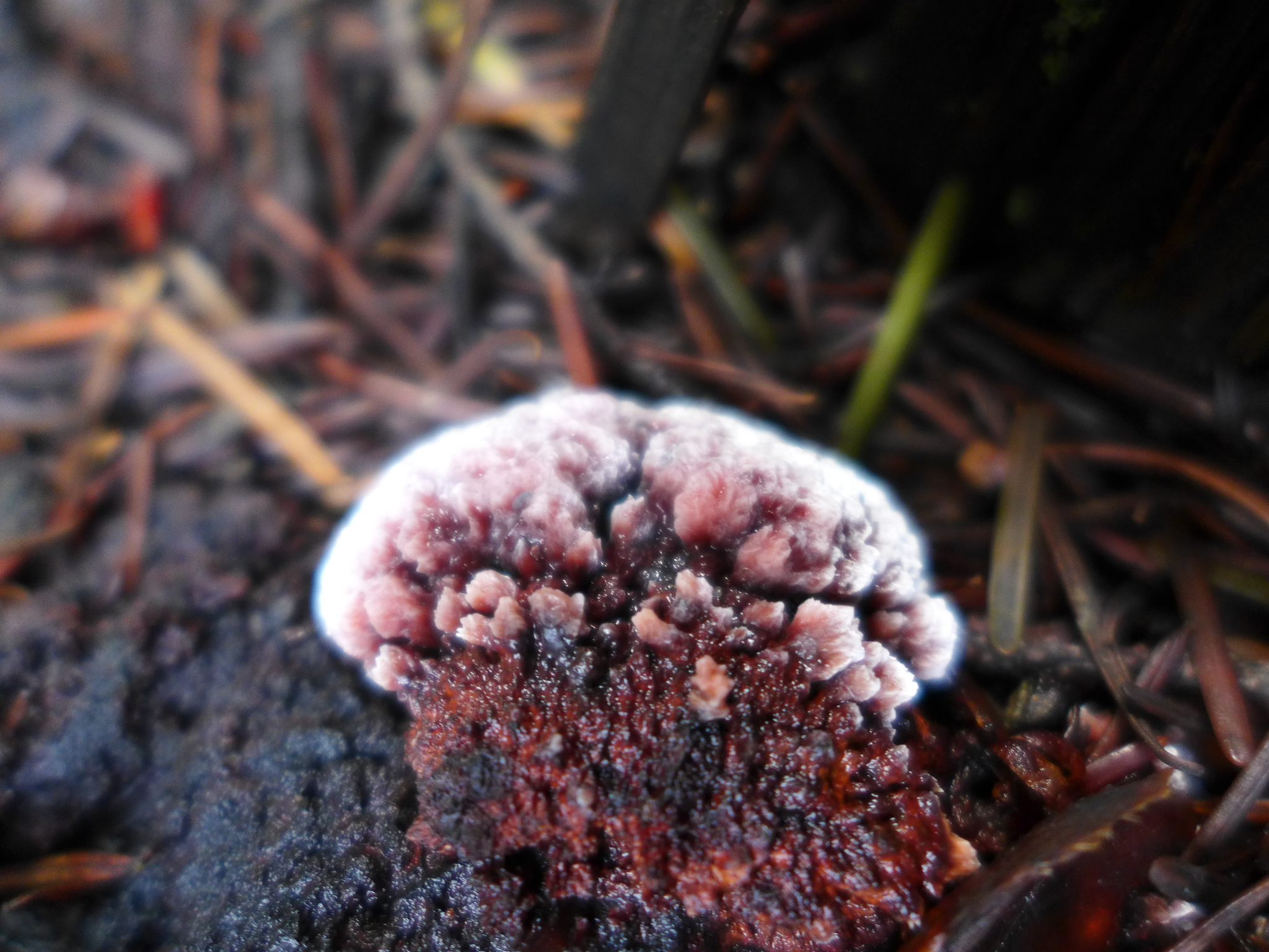 Fomitopsis cajanderi image