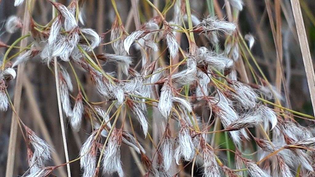 Erioscirpus comosus (Erioscirpus comosus)
