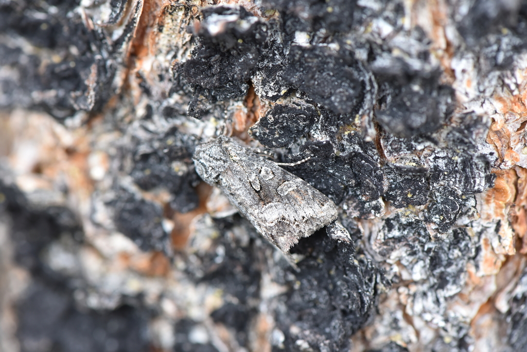 Papestra quadrata ingravis