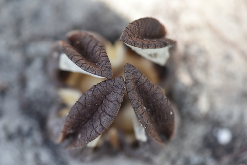 Hydnora esculenta image