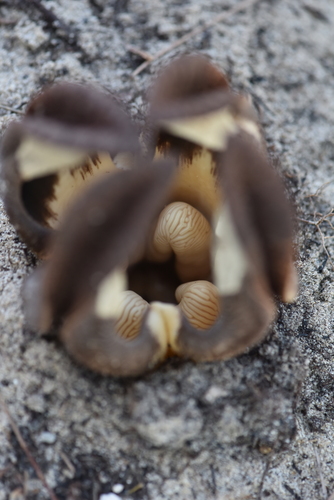 Hydnora image