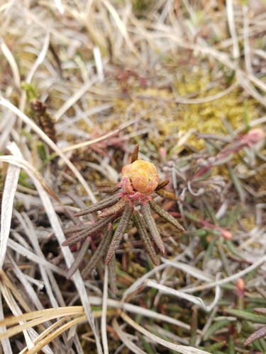 marsh Labrador tea