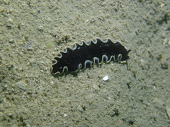 Pseudoceros prudhoei