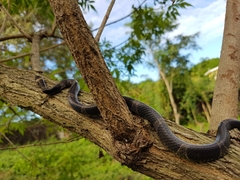 Leptodeira nigrofasciata