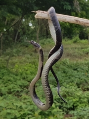 Leptodeira nigrofasciata