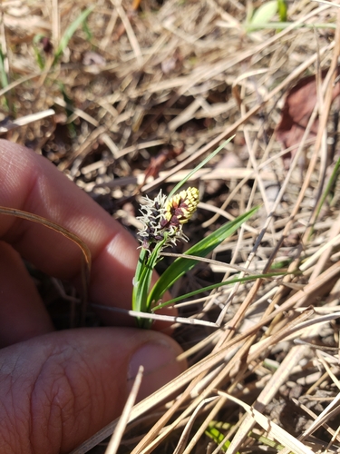 Bigelow's sedge