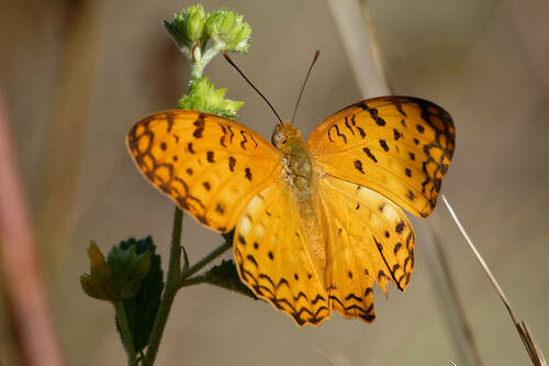 Phalanta phalantha araca