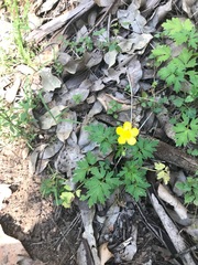 Ranunculus colonorum