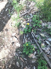 Ranunculus colonorum