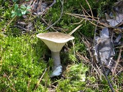Ampulloclitocybe