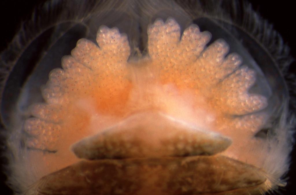 Lernaeodiscus