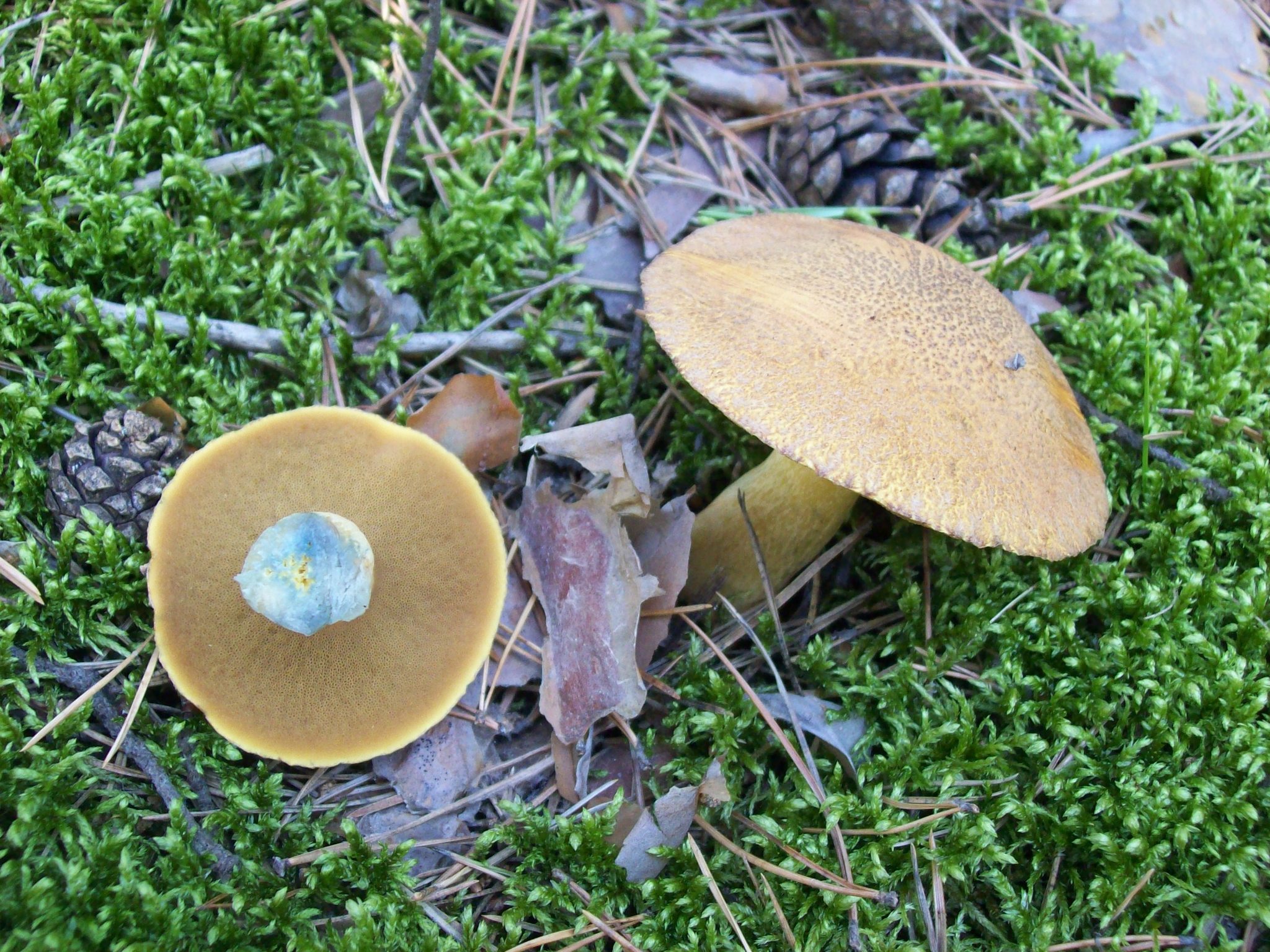 Velvet Bolete (Suillus variegatus) · iNaturalist United Kingdom