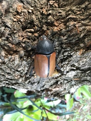 Eupatorus gracilicornis