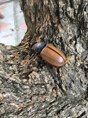 Eupatorus gracilicornis