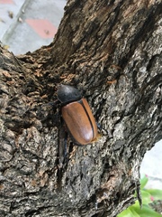 Eupatorus gracilicornis