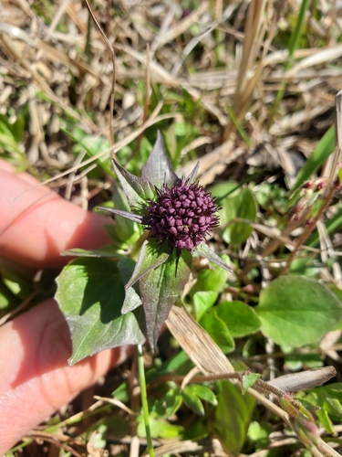 Capitate Valerian