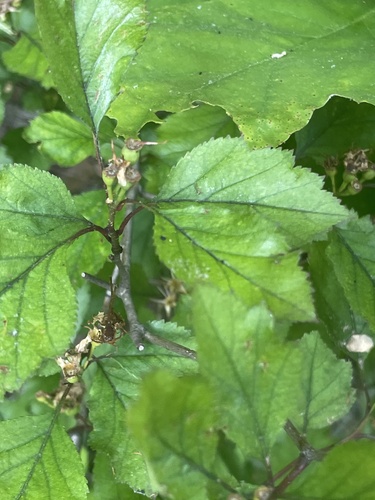 Crataegus iracunda, photograph 6