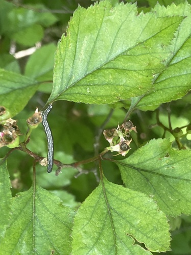Crataegus iracunda, photograph 5