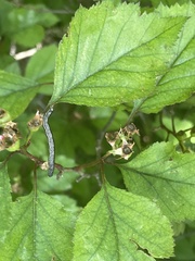 Crataegus iracunda, photograph (c) Kristály Cravens-Liszak, some rights reserved (CC BY)
